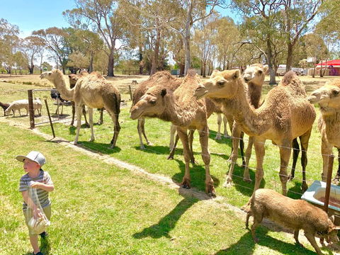 The Funny Farm - Animals / Churchhouse / Amazing Experience - Hotel WA 0
