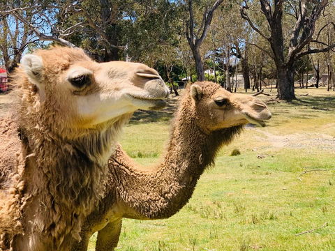 The Funny Farm - Animals / Churchhouse / Amazing Experience - Hotel WA 1