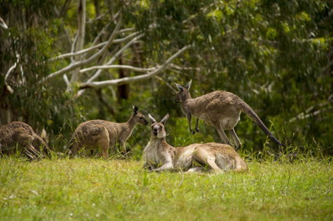 The Stirling Golf Club - Hotel WA 1