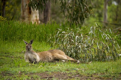 The Stirling Golf Club - Hotel WA 0