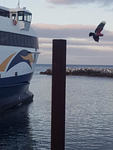 Trading Places Kangaroo Island - Hotel WA 2