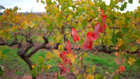 Triple Creek Guest House - Barossa Region - Hotel WA 3