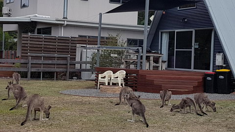 The A-Frame - Hotel WA 3