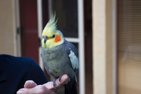 Marwood Villas - Hotel WA 33