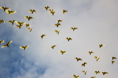 Marwood Villas - Hotel WA 36