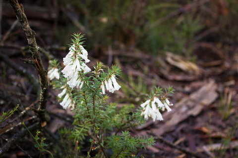 Marwood Villas - Hotel WA 37