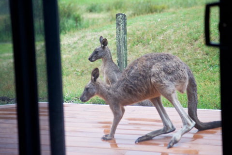 Gumnut Villa - Hotel WA 10