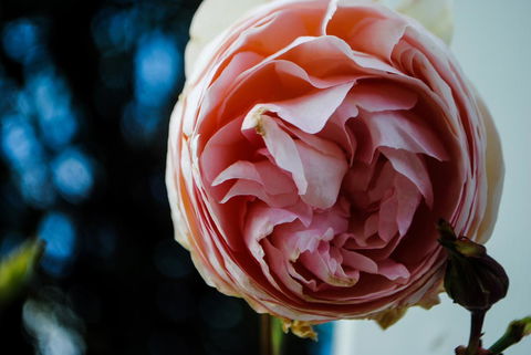 Bed Of Roses - Hotel WA 36