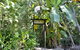 PK\'s Jungle Village - thumb 23
