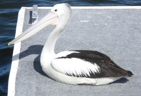 Gaia On Bribie Island - Hotel WA 42