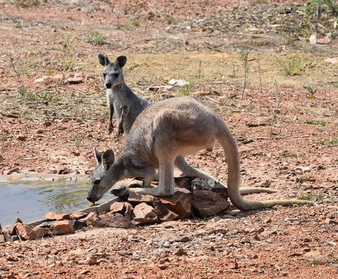 Ironbark House - Hotel WA 19