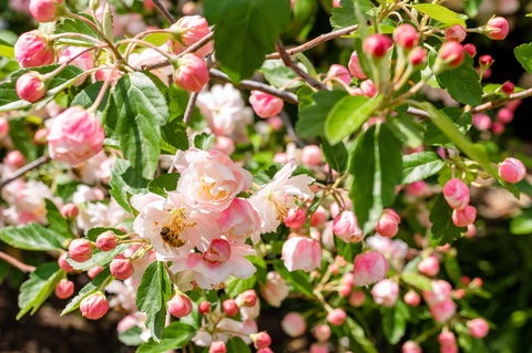 Apple Blossom Cottages - Hotel WA 3