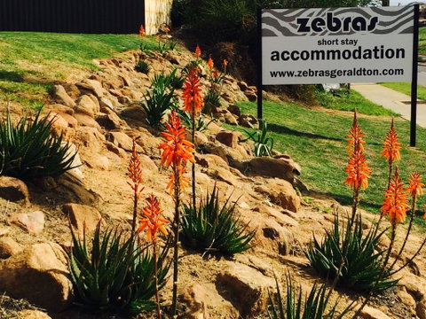 Zebras Guest House Geraldton - Hotel WA 2