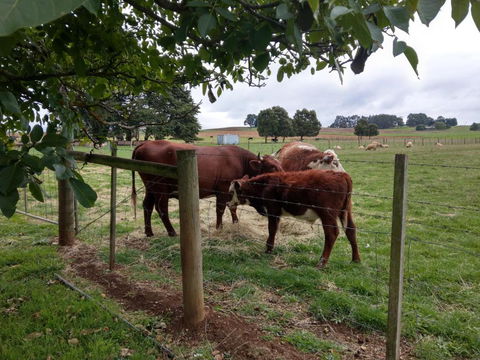 Cradle At Casa Blanca Country Retreat - Hotel WA 3