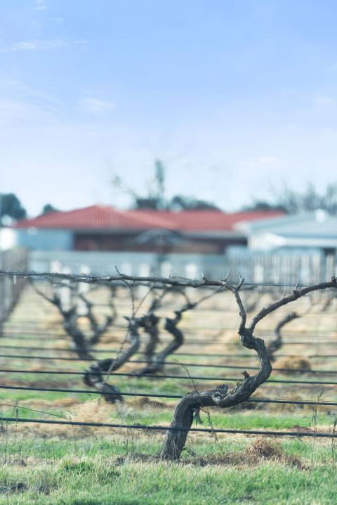 Crimson Ridge - Wines, Vines And Dine - Hotel WA 1