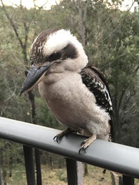 Book Tallebudgera Accommodation Vacations Hotel WA Hotel WA