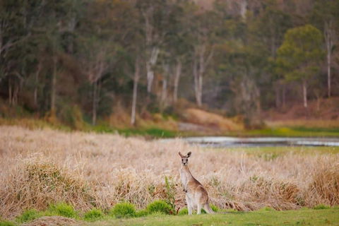 MN Happy Nest By Tiny Away - Hotel WA 2