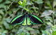 Batchelor Butterfly Farm - thumb 2