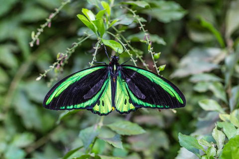 Batchelor Butterfly Farm - Hotel WA 2