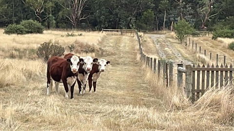Ross Creek Farm Stay - Hotel WA 3