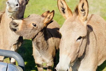 Sandalwood Downs Fabulous Farm Stay TOODYAY with Hotel WA