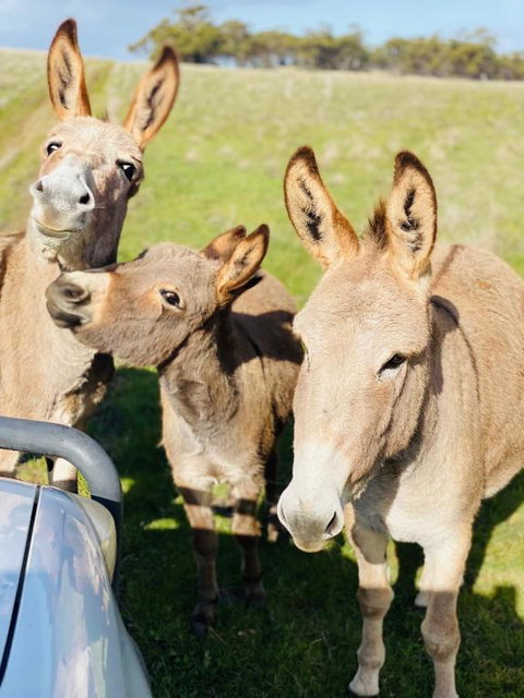 Sandalwood Downs Fabulous Farm Stay TOODYAY - Hotel WA 0