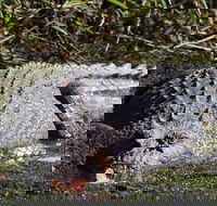 Full Day Tour in the Daintree - Hotel WA