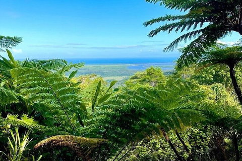 Full Day Tour In The Daintree - Hotel WA 5
