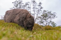 3-Day Cradle Mountain Photography Workshop, Hobart