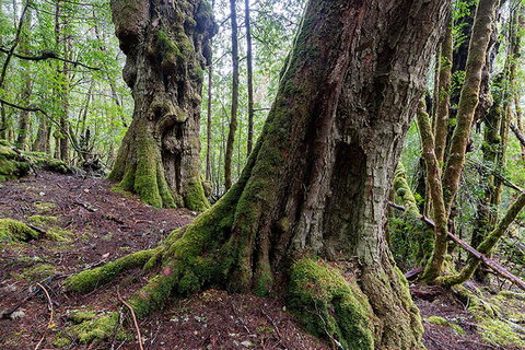 3-Day Cradle Mountain Photography Workshop - Hotel WA 1
