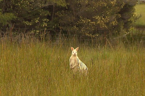 Bruny Island Day Trip From Hobart - Hotel WA 5
