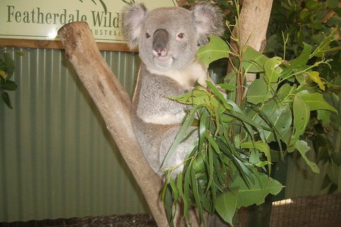 Full-Day Private Blue Mountains Tour With River Cruise - Hotel WA 2