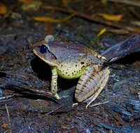 Glow Worms Private Tour - Nocturnal Rainforest Walk - Hotel WA