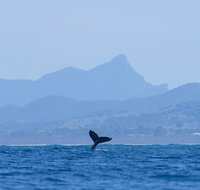 The Byron Bay Sea Kayak Tour - Hotel WA