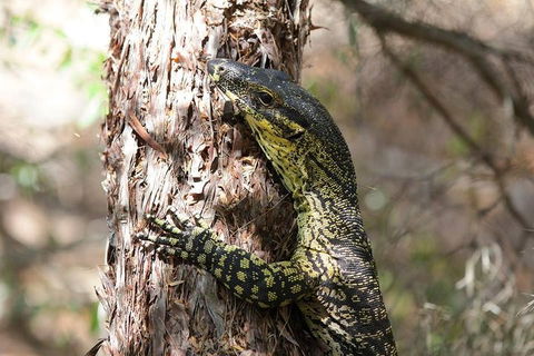 Byron Bay Hinterland Tour Including Rainforest Walk To Minyon Falls - Hotel WA 1