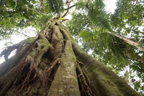 Byron Bay Hinterland Tour Including Rainforest Walk To Minyon Falls - Hotel WA 2