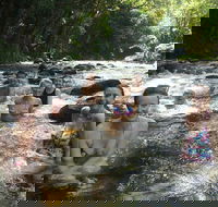 Daintree Rainforest Cape Tribulation Mossman Gorge Small-Group Day Tour - Hotel WA