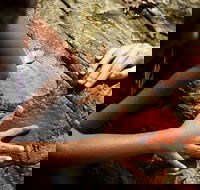 Ngana Julaymba Dungay - Half Day - Hotel WA