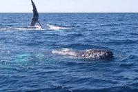 Noosa Whale Watching