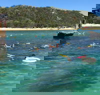 All Inclusive Dolphin and Tangalooma Wrecks Cruise - Hotel WA