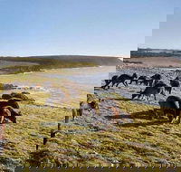 Kangaroo Island Personal Group Tours - Hotel WA