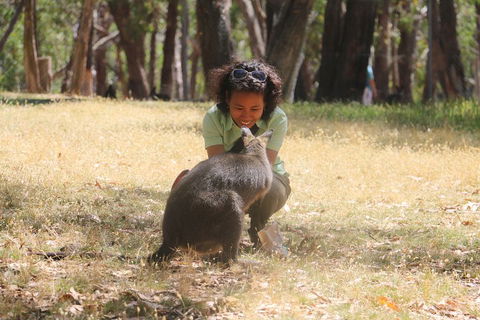 Cleland Wildlife Park Tour From Adelaide Including Mount Lofty Summit - Hotel WA 1