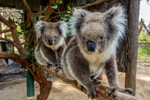 Cleland Wildlife Park Tour From Adelaide Including Mount Lofty Summit - Hotel WA 3