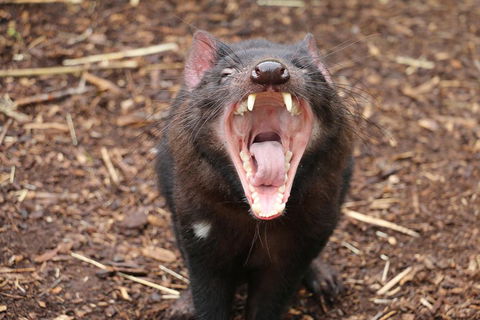 Cleland Wildlife Park Tour From Adelaide Including Mount Lofty Summit - Hotel WA 4