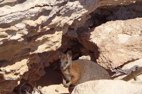 Shipwreck Special Full Day Tour Of The Abrolhos Islands - Hotel WA 4