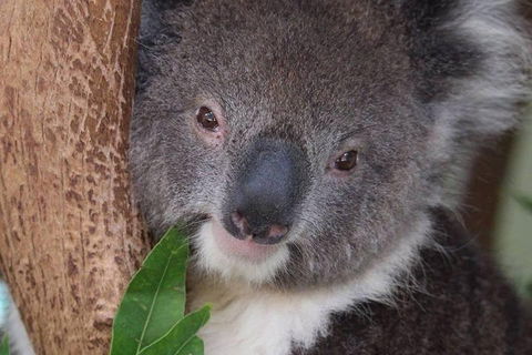 All Inclusive Blue Mountains Small-Group Day Trip From Sydney - Hotel WA 1