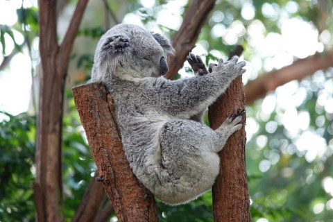 Small-Group Blue Mountains Tour With A Local Guide - Hotel WA 2