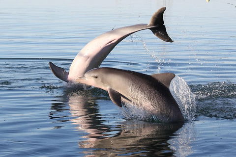 Kayak Tour In Adelaide Dolphin Sanctuary - Hotel WA 5