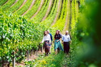 Tasmanian Wine Tour, Hobart