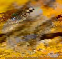 Daintree and Cape Tribulation Full Day Guided Tour - Hotel WA